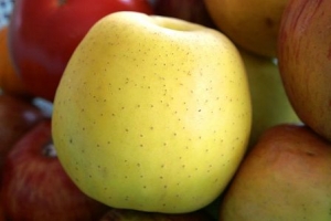 蘋果-八大煮熟蘋果的功效&amp;煮蘋果好處:煮蘋果抗氧化物增加能降血糖&amp;血脂!