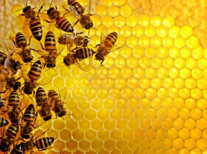 蜂蜜的功效：地球上最古老的甜味劑，１０大蜂蜜的神奇功效！
