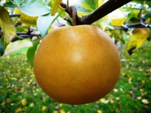 梨子養生料理食譜-四種梨的吃法&amp;梨子的養生功效:梨子含硼預防骨質疏鬆症!