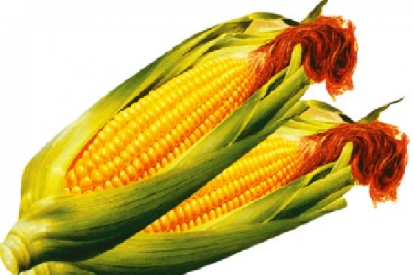 煮玉米&amp;健康飲食-路邊好吃的玉米如何煮:玉米全株有毒性什麼蟲也不生!