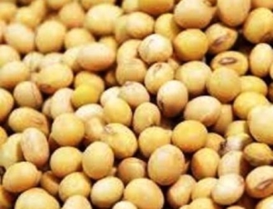 黃豆/大豆-黃豆/大豆的營養及黃豆的八大食療功效:食用黃豆禁忌,如何選購黃豆,黃豆的傳說!