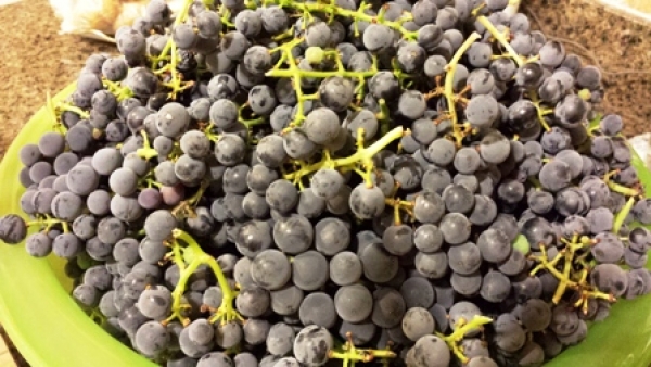 葡萄的營養價值,葡萄的功效,吃葡萄的好處::葡萄富含鐵質吃葡萄補血,補血吃葡萄!