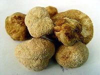 乾猴頭菇&猴頭菇處理--二種猴頭菇的清洗方法:猴頭菇帶顏色的水全洗出來喔!