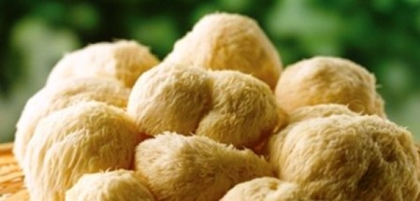 猴頭菇-五大猴頭菇營養價值&amp;猴頭菇功效:猴頭菇對治療腸癌有輔助作用!