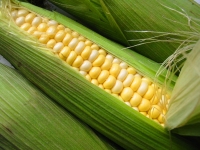 玉米營養&功效-玉米營養功效多:玉米大量黃體素.玉米黃質,護眼抗衰老!