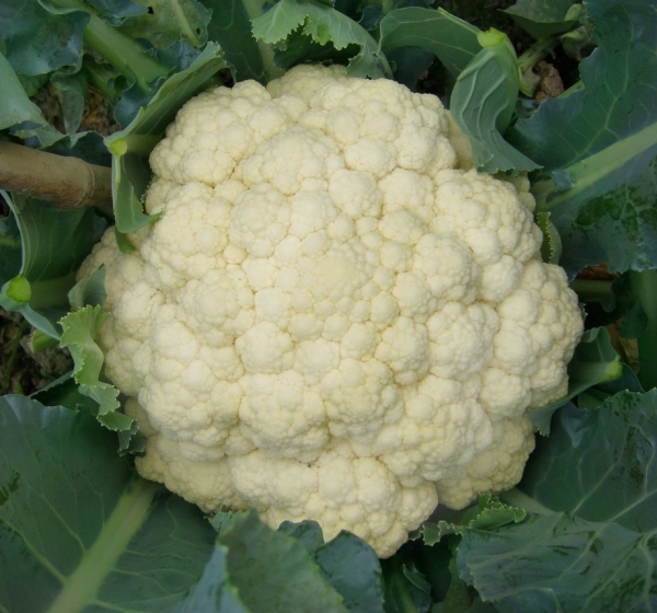 花椰菜-白花椰菜營養,五大白花椰菜保健功效:白花椰菜是花椰菜-白花椰菜維生素良好來源!！