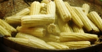 玉米功效/玉米的營養成分/玉米熱量:吃玉米的四大好處&玉米健康吃法!