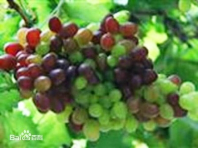 葡萄-葡萄功效, 葡萄營養, 葡萄好處, 葡萄籽功效,葡萄熱量:吃葡萄補氣血!