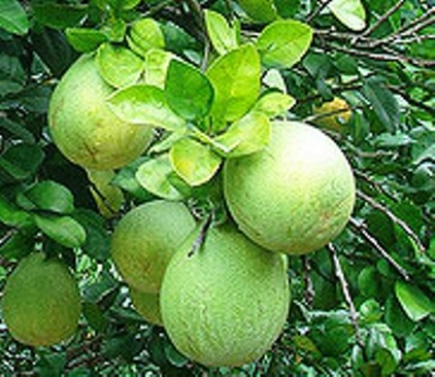 柚子營養&amp;柚子功效-十大柚子食療功效&amp;吃柚子好處:柚子含鉻有降血糖功效!
