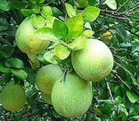 柚子營養&柚子功效-十大柚子食療功效&吃柚子好處:柚子含鉻有降血糖功效!