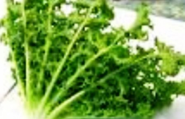 菊苣-菊苣的營養&amp;菊苣食療功效:菊苣鐵質含量高有排毒造血補血功效!