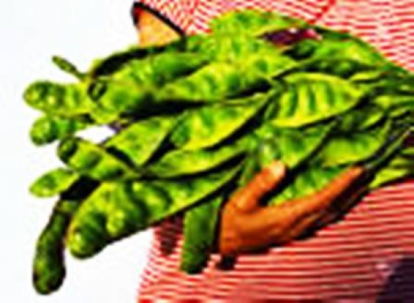臭豆-臭豆營養成分&amp;臭豆的十四項功效:臭豆含高鉀治高血壓功效!
