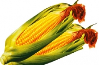 素食玉米料理食譜-三道玉米料理&玉米吃法:多吃些黃色玉米緩解黃斑病變視力下降!