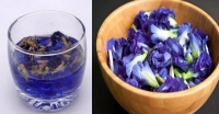 蝶豆花-蝶豆花的五大功效&amp;蝶豆花營養價值:蝶豆花茶天然藍色素是保健心臟血管絕佳飲料!
